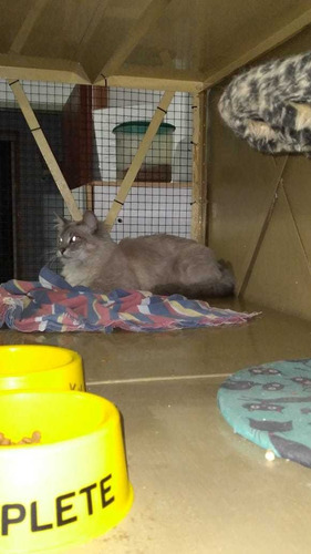 Imagen 3 de 7 de Guarderia De Gatos , Agrandamos Mas Lugares Para Tu Mascota!