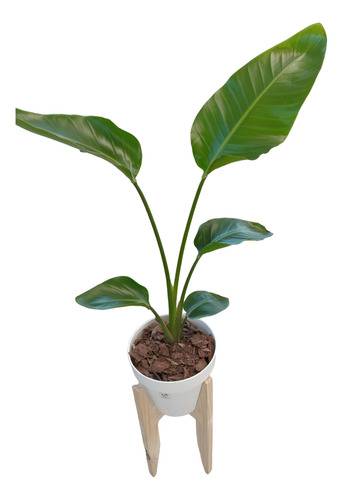 Strelitzia Nicolai De 1.20/1.30 Con Maceta - Entrega Gratis Blanco