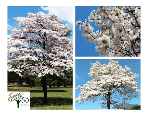 100 Sementes De Ipê Branco Ype (tabebuia Roseoalba) | Parcelamento sem juros