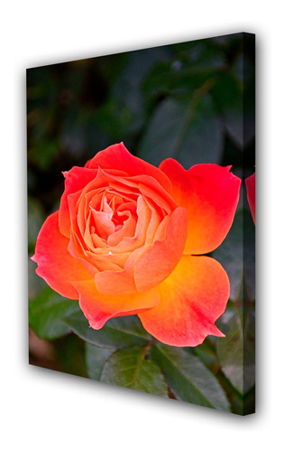 Cuadro 40x60cm Rosa Flor Jardin Planta M3