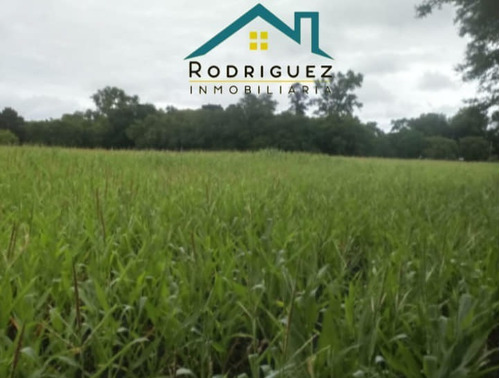 Imagen 7 de 8 de Campo 8 Hectáreas Las 3 Lomas En Gral: Madariaga
