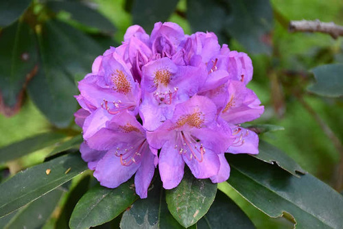 Rhododendro Catawbiense Grandiflora 5 Lts