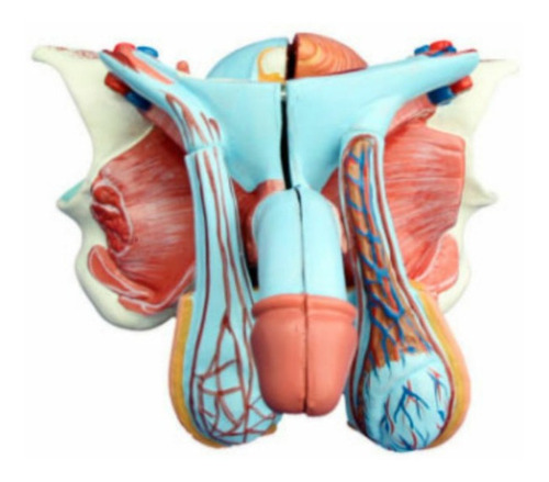 Modelo Anatomico  Organo Genital Masculino