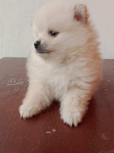 Cachorros Pomerania Osos Leer Descripción 900$