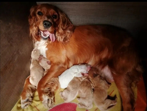 Imagen 3 de 9 de Cachorros Cocker Spaniel