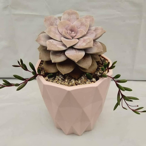 Imagen 1 de 8 de Regala Vida, Bellas Suculentas, Plantas, Maceta Decorativa
