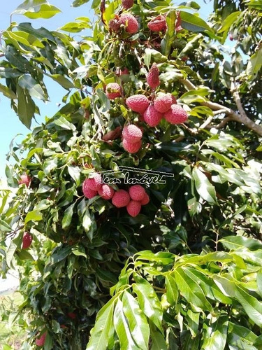 Chácara Estilo Sítio No Campos De Boituva Em Boituva. Pomar, Piscina, Churrasqueira. - Ch00582 - 69435662