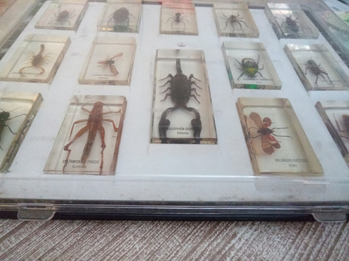 Colección De Bichos (Usado)