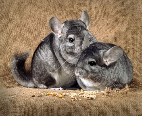 Vendo Pareja De Chinchillas Reproductoras, Solo Df Y Edo Mex