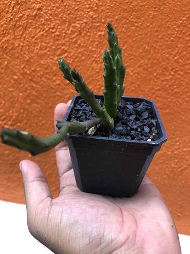 Imagen 3 de 6 de Planta Suculenta Stapelia Schinzii Angolensis (3)