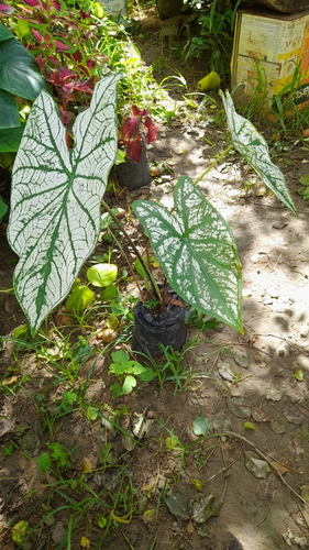 Kit 10 Caladium Branco (bulbos)