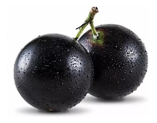 Sementes De Jaboticaba Gigante Olho De Boi Frete Grátis