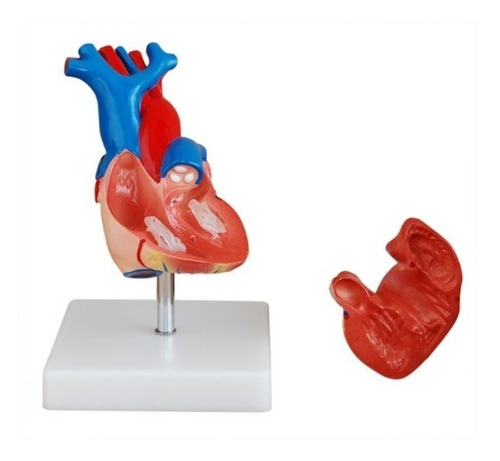 Imagen 2 de 2 de Modelo Anatómico Corazón Humano