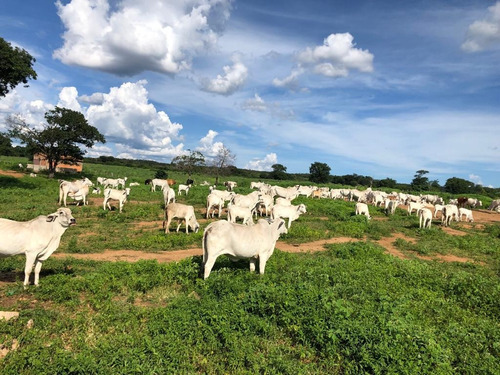 Imagem 24 de 25 de Linda Fazenda Na Bahia!!!!!