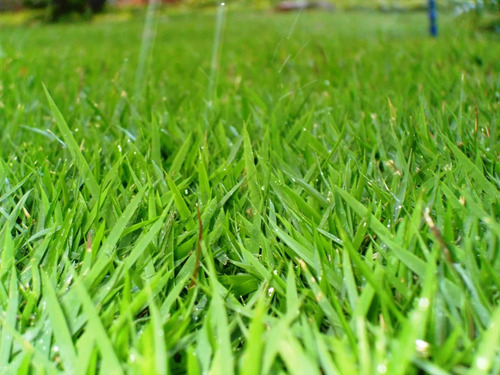 02 Kg De Grama Esmeralda Para 2000m² 100% Puras Frete Grátis