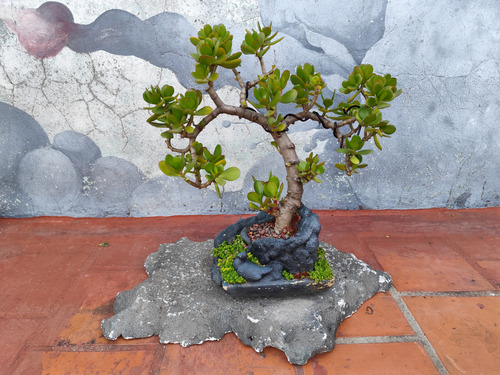 Bonsai Árbol De Jade
