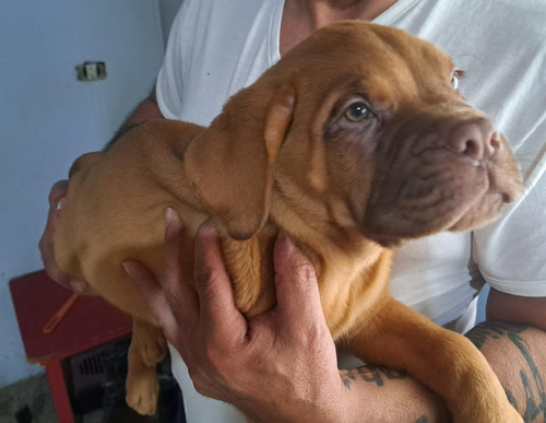 Cachorros Dogo De Burdeos