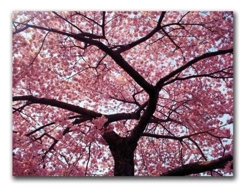 Cherry Tree De Cateyes, Arte De Pared En Lienzo De 18 X 24 P