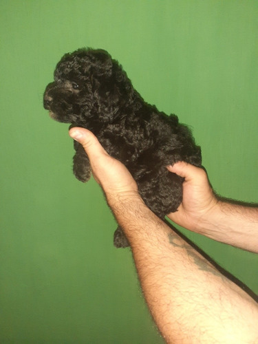 Imagen 5 de 5 de Cachorros Negritos Mini