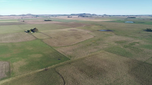 Imagen 19 de 28 de Campo 39 Has. Agrícolas Con Mejoras - Zona Dos Naciones