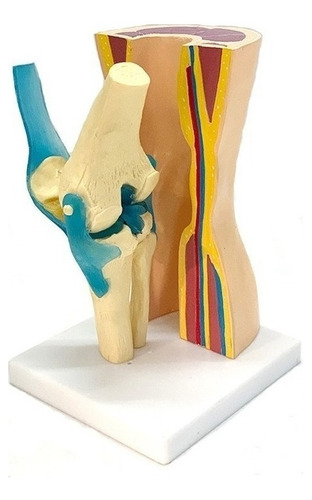 Modelo De Articulación De Rodilla