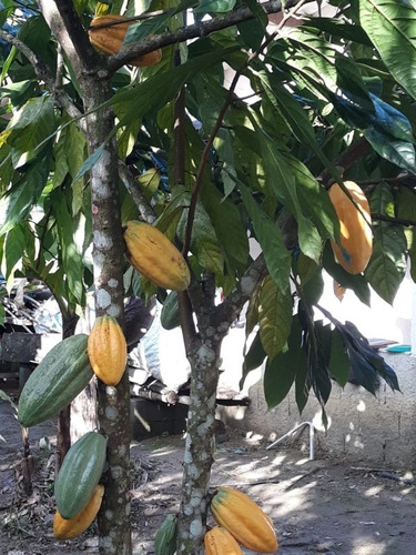 Chácara Em Mongaguá - 3096 - 34896566