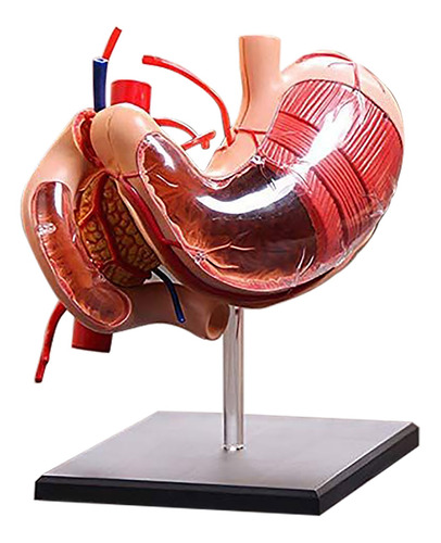 Modelo Anatómico Del Estómago Humano Q1