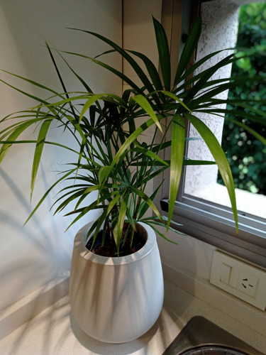 Palmera Palmito Interior + Maceta Rotomoldeado Mod.barcelona