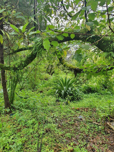 Imagen 6 de 9 de Malinalco Terreno En Venta