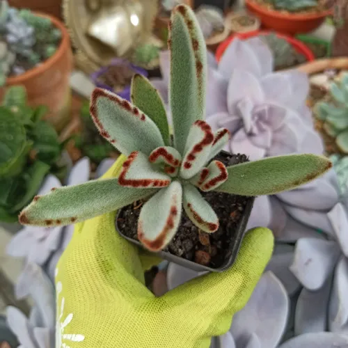 K. Tormentosa. Suculenta