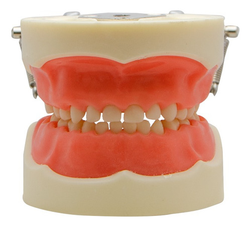 Tipodonto Tipo Nissin 24 Dientes Infantil