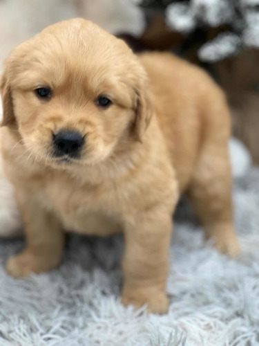 Cachorros Golden Retriever Con Microchip.
