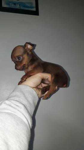 Cachorros Raza De Perro Pincher Mascotas Rionegro
