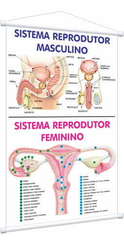 Banner Pedagógico Sistema Reprodutor Masculino Feminino