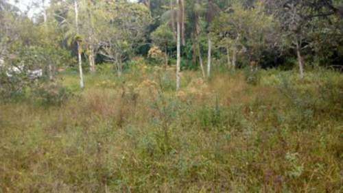 Ótima Chácara Com Árvores Frutíferas Em Itanhaém - 4291 |npc