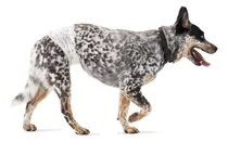 Comprar Pañales Desechables Para Perro Talla M 30 Und.