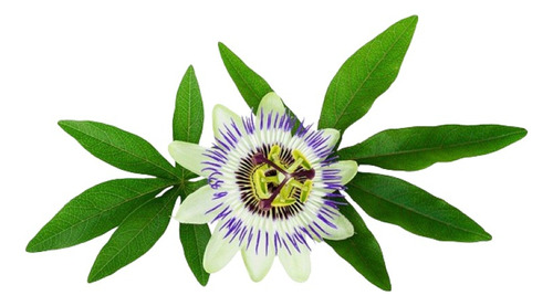 Pasionaria Morada ( Planta ) Passiflora Incarnata 