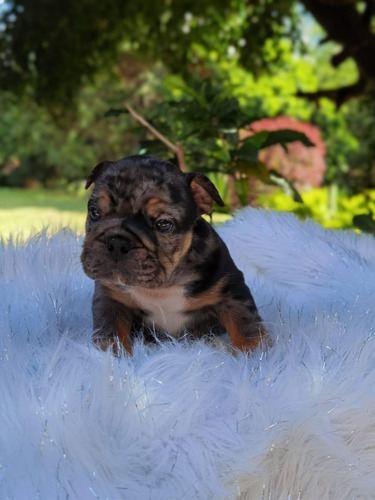 Perros Cachorros Bulldog Ingles Black Merle Exotic