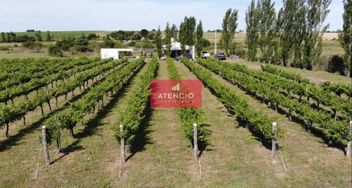 Imagen 3 de 30 de Viñedo Boutique, Totalmente Productivo, Con Casa Y Cava