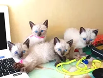 Comprar Gatitos Siames Puros Hermoso N0 Bengal Persa Ragdol Himalayo