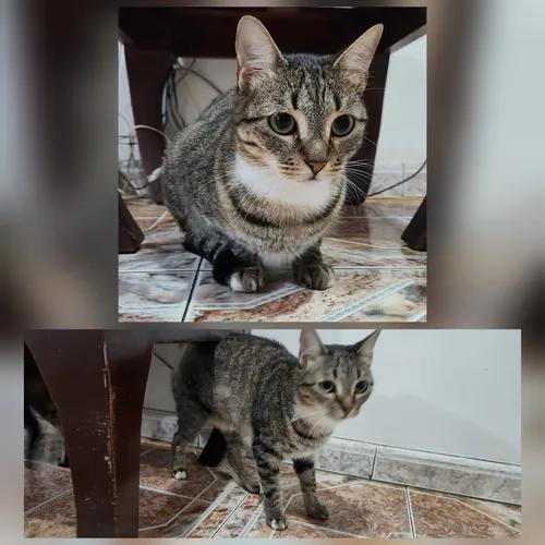 Gatos En Adopción