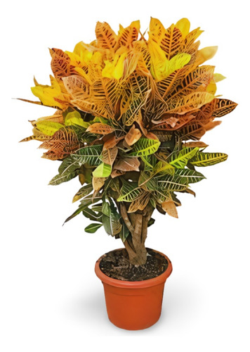 Croton Hojas Secas