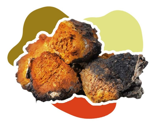 Hongo Adaptógeno Chaga Orgánico 120g Commons