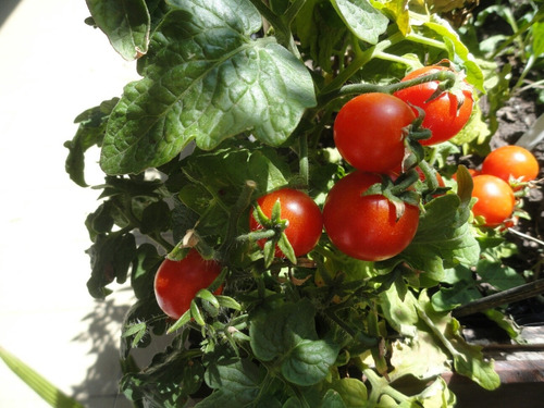Semillas De Tomate Cherry Minibel
