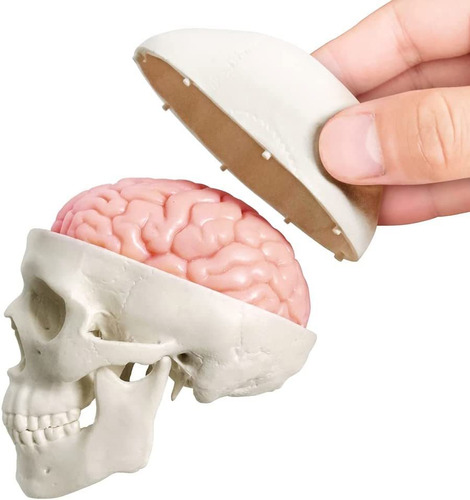 Modelo De Calavera Humana En Miniatura, 3 Piezas Con Cerebro