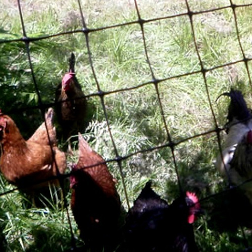 Chickenmalla Malla Pollera De Polipropileno 1x3m Liquidación