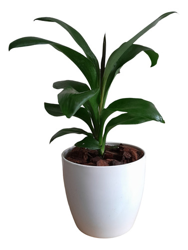 Dracaena Robusta + Maceta Premium