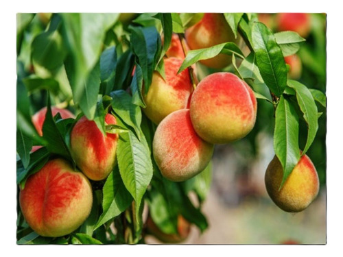 Aceite Curar Arboles Frutales Insecticida Acaricida Alto Ren
