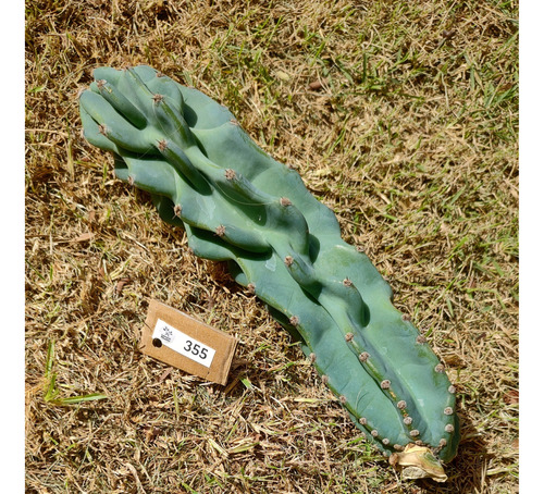 Cereus P. Monstrosus Azul P/plantio Com 26cm (lp-355)
