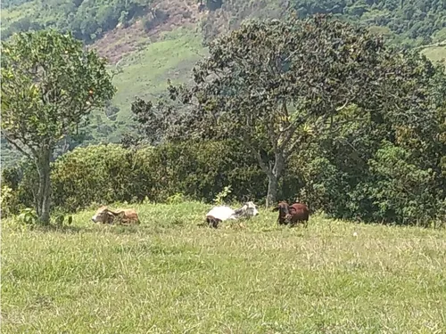Vendo Finca Ganadera Cerca A La Cabecera De Armenia Mantequilla Ant.